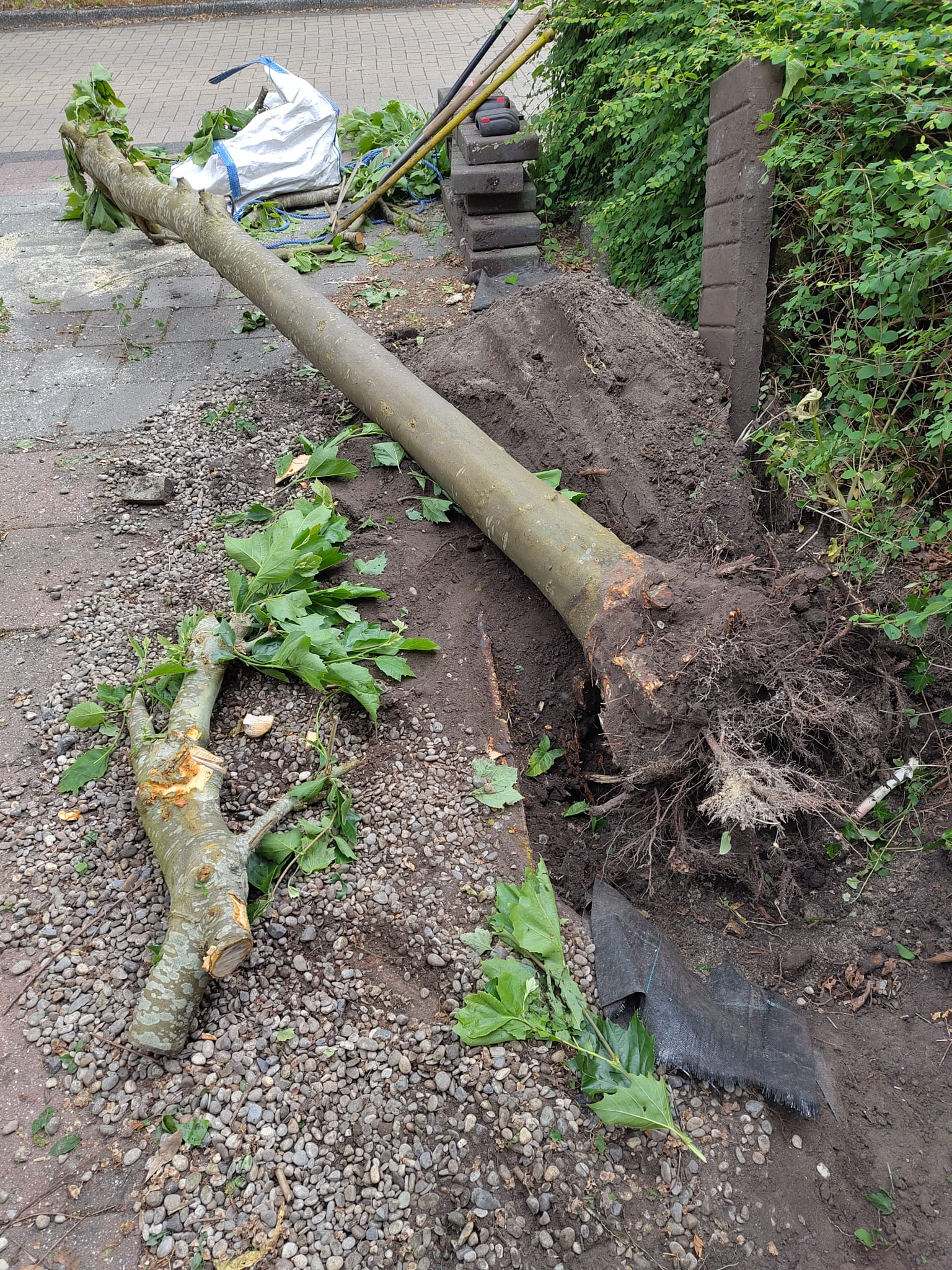 Boom om, wortels uitgegraven