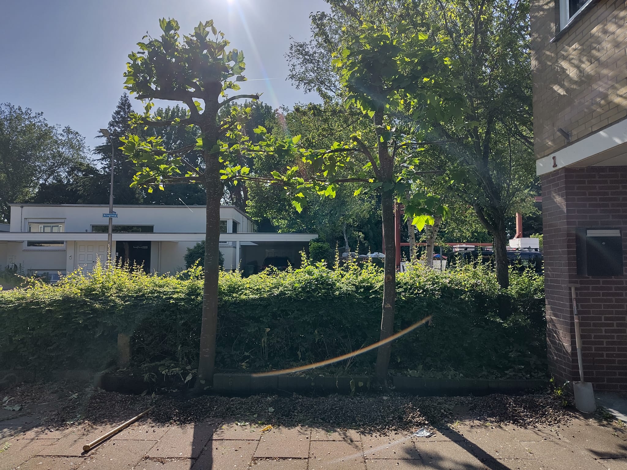 Geleide bomen en haag na snoei